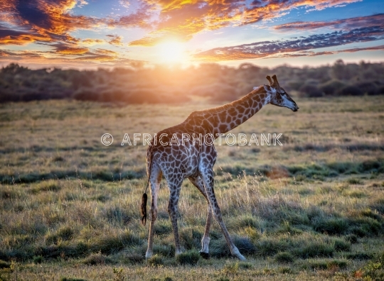 Giraffe in the bush