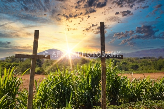 wooden crosses