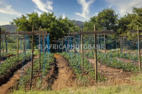 tomatoes farm