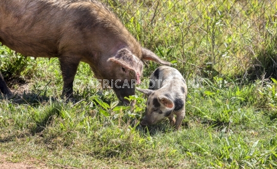 pair of pigs