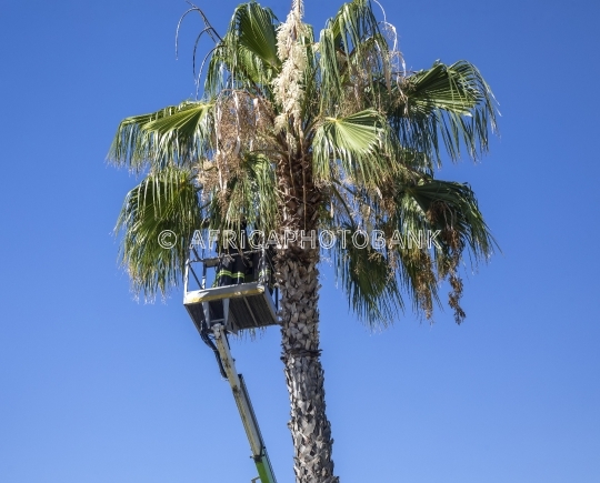 cherry picker man