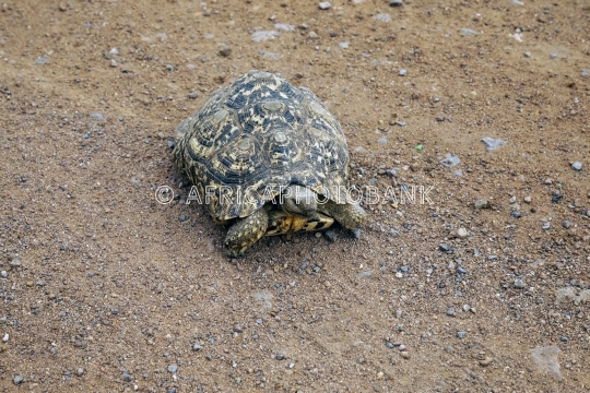 african tortoise