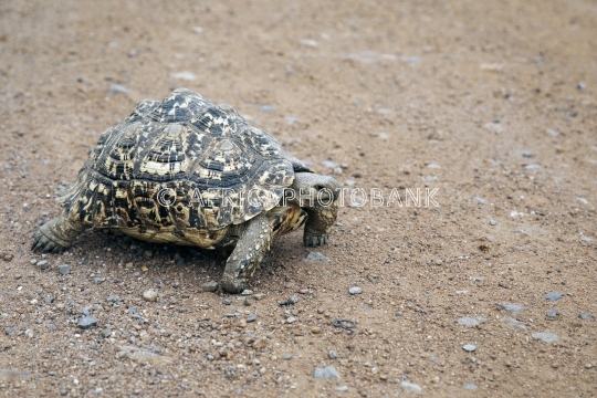 african tortoise