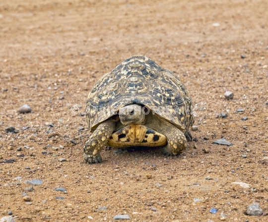 african tortoise