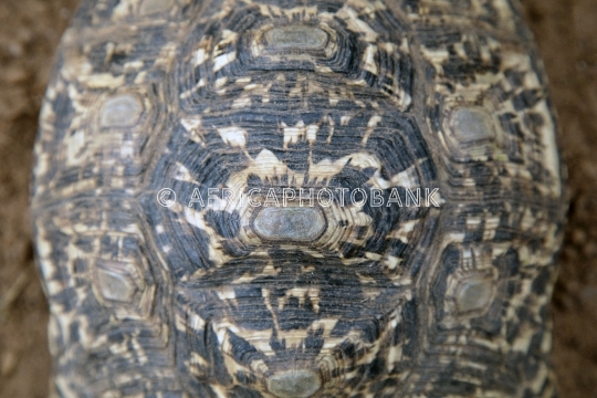 african tortoise