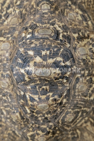 african tortoise