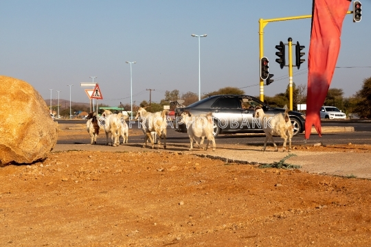 goats in town