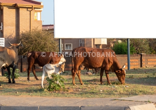 cows in town