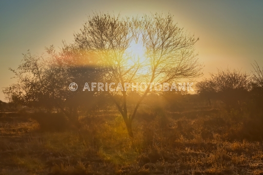 African bush