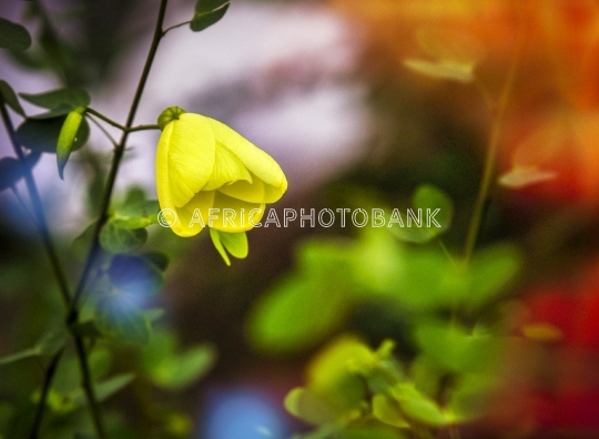 Yellow flower