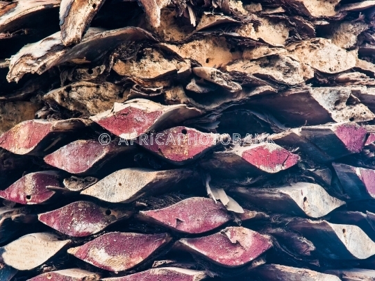 texture palm tree