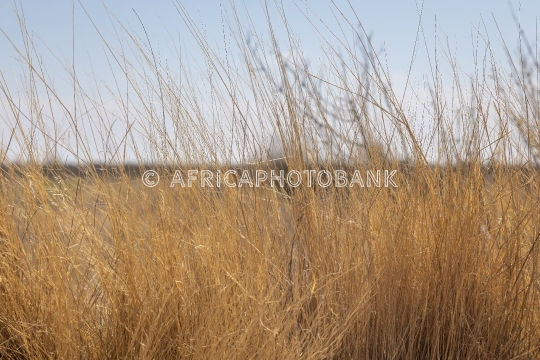 grass savannah
