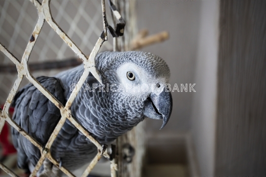 grey parrot