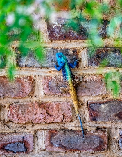 blue head lizard