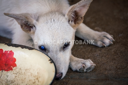blind dog
