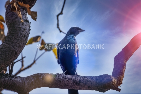cape glossy starling