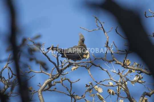 Lourie or Go-Away Bird 