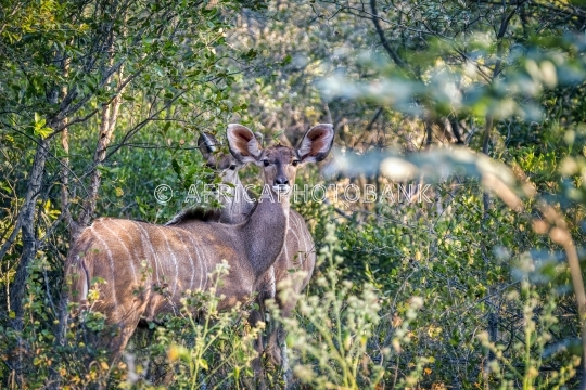 female kudu