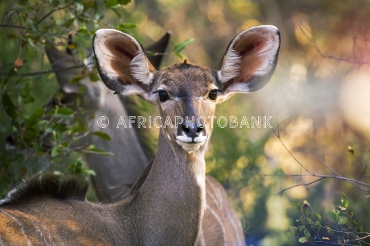 female kudu