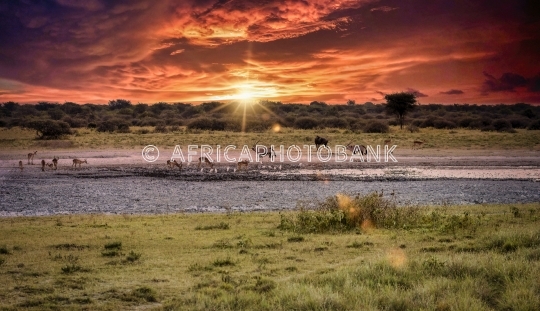 botswana wildlife 