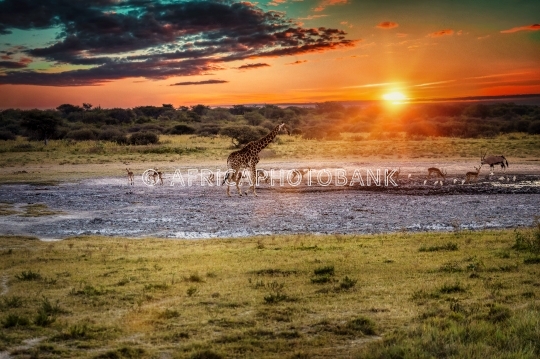 botswana wildlife 