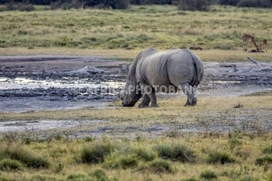 African rhino 