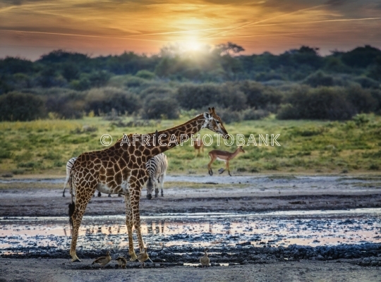 giraffe and two zebras