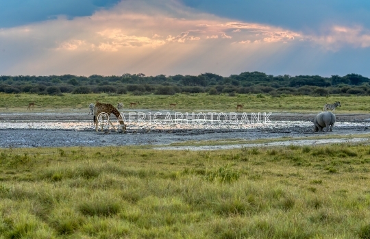giraffe and few zebras