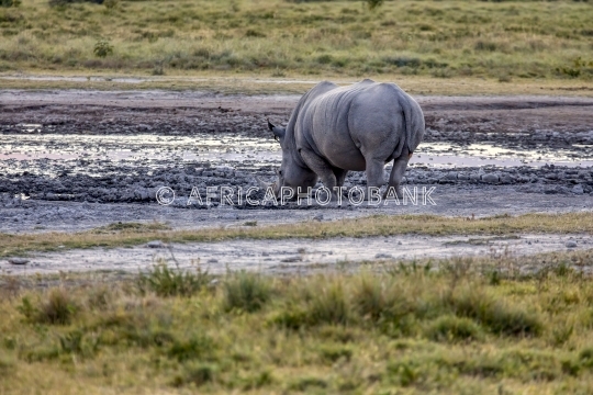African rhino 