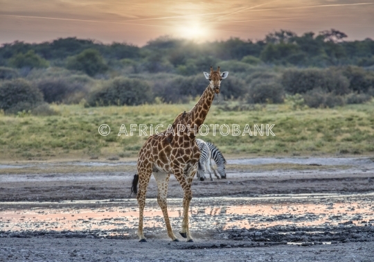 giraffe and few zebras