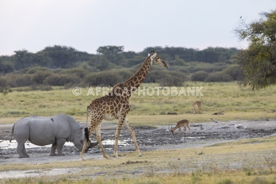 giraffe and rhino