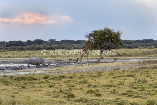 giraffe and rhino