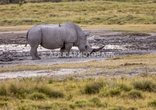 black rhino
