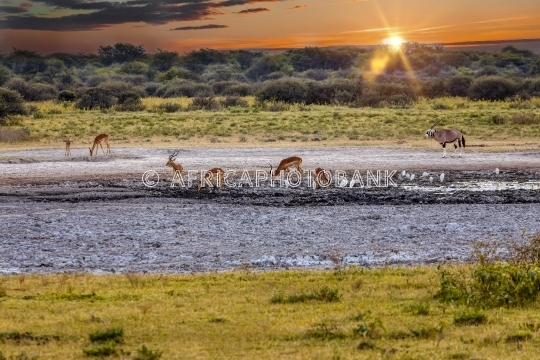 oryx gazella