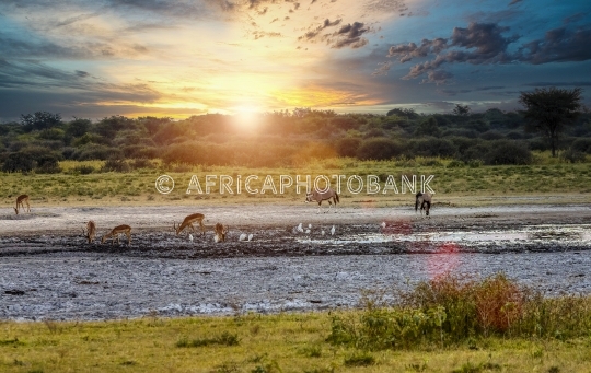 oryx gazella