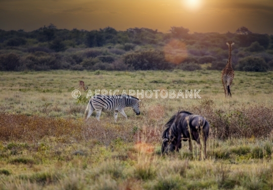 African wildlife