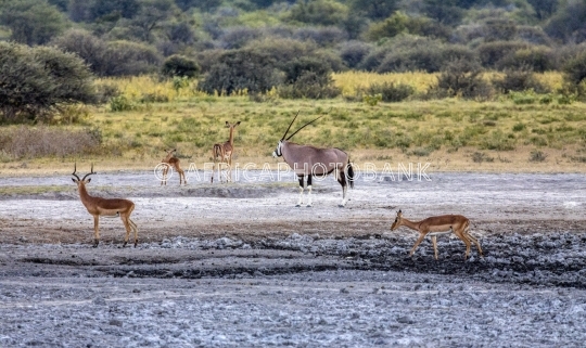 oryx gazella