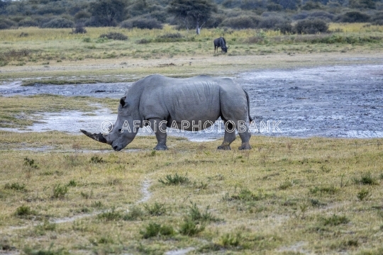 black rhino