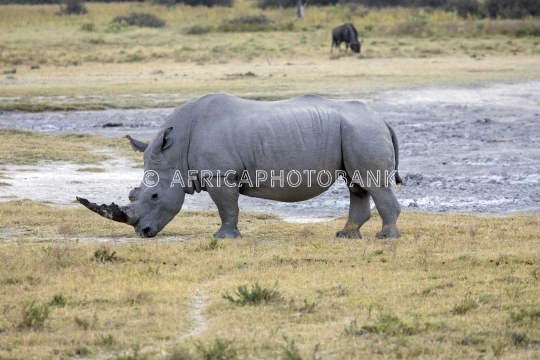 black rhino