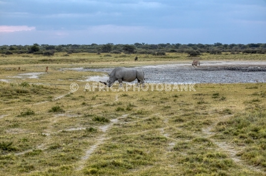 black rhino