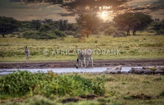 two  zebras