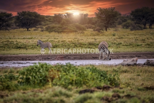 two  zebras