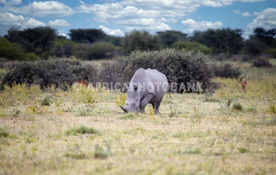 rhino running