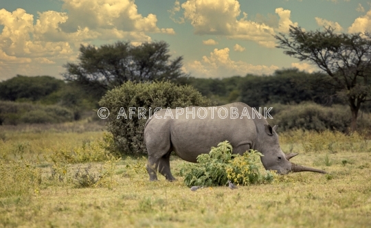 rhino grazing