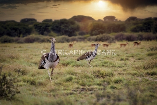 kori bustard