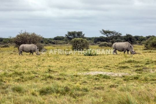 rhino grazing