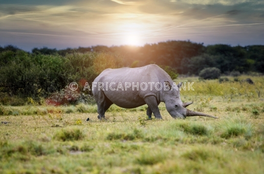 rhino grazing