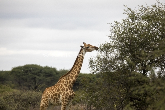giraffe feeding