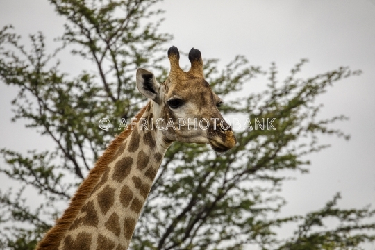 giraffe portrait