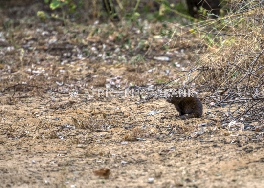 dwarf mongoose